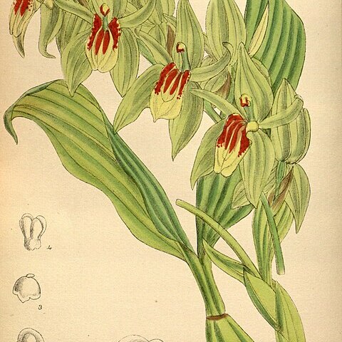 Coelogyne integerrima unspecified picture