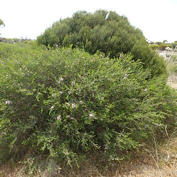 Melaleuca laxiflora unspecified picture