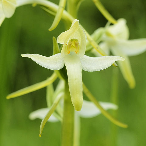 Platanthera unspecified picture