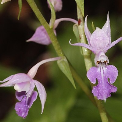 Calanthe puberula unspecified picture