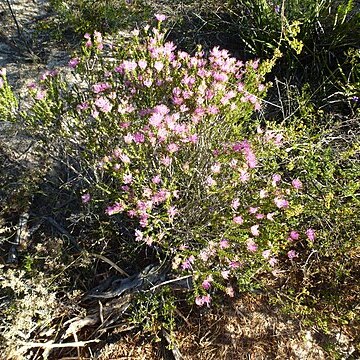 Melaleuca bisulcata unspecified picture