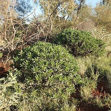 Eremophila galeata unspecified picture