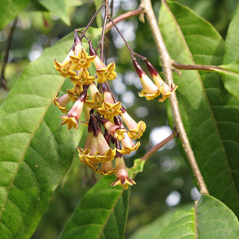 Cestrum guatemalense unspecified picture