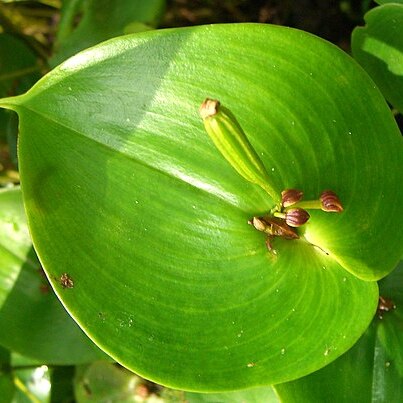 Pleurothallis cordata unspecified picture