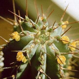 Euphorbia fruticosa unspecified picture