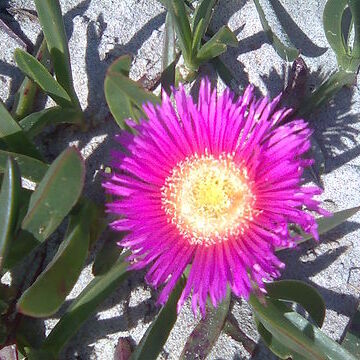 Carpobrotus aequilaterus unspecified picture