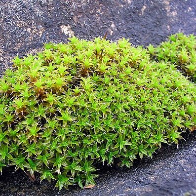 Syntrichia ruralis unspecified picture