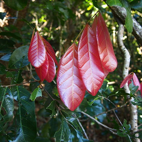 Arytera divaricata unspecified picture