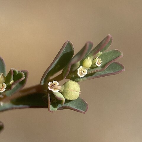 Euphorbia glyptosperma unspecified picture