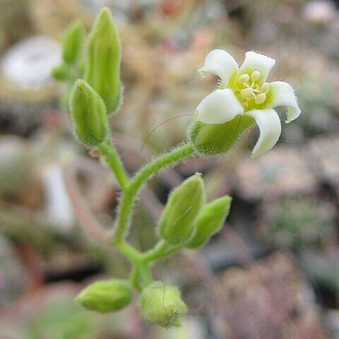 Tylecodon leucothrix unspecified picture