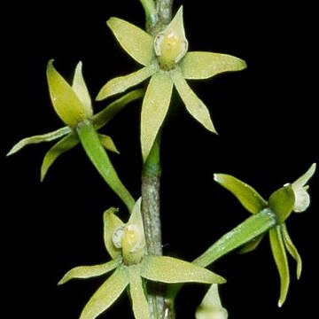 Prosthechea grammatoglossa unspecified picture