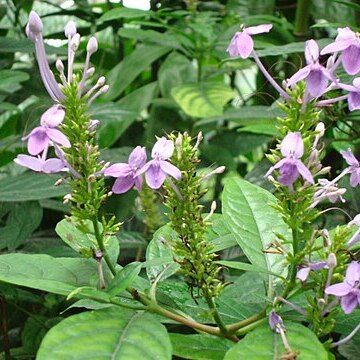 Pseuderanthemum graciliflorum unspecified picture