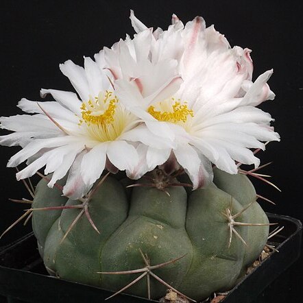 Thelocactus hexaedrophorus unspecified picture