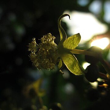 Tetrastigma campylocarpum unspecified picture