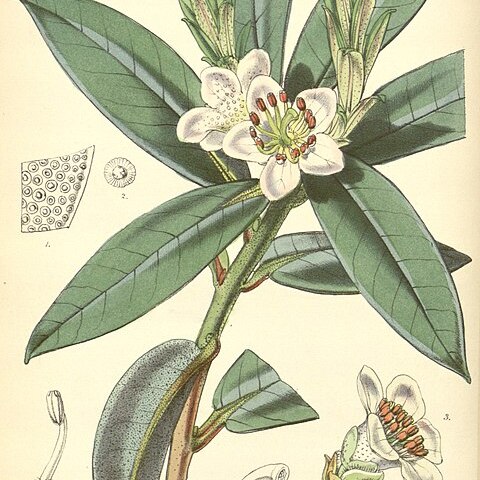 Rhododendron camelliiflorum unspecified picture