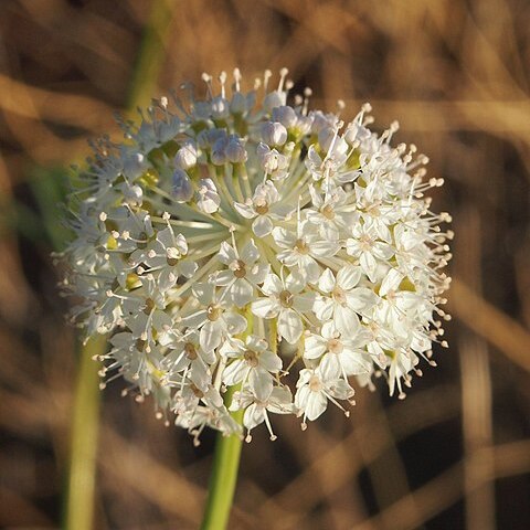 Trachymene glaucifolia unspecified picture