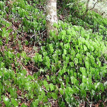 Hymenophyllum nephrophyllum unspecified picture