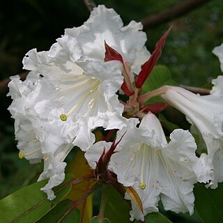 Rhododendron auriculatum unspecified picture