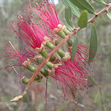 Melaleuca megalongensis unspecified picture