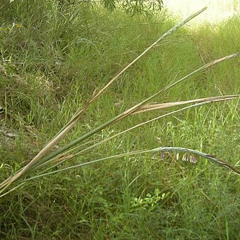 Heteropogon triticeus unspecified picture