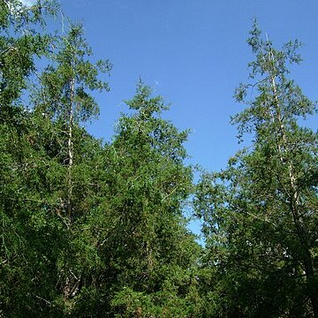 Cupressus lusitanica unspecified picture