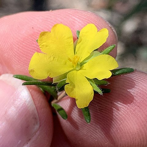 Hibbertia superans unspecified picture