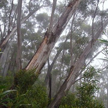 Eucalyptus stenostoma unspecified picture