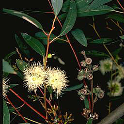 Eucalyptus pumila unspecified picture