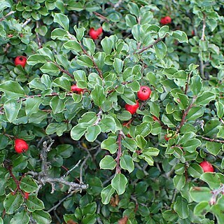 Cotoneaster apiculatus unspecified picture