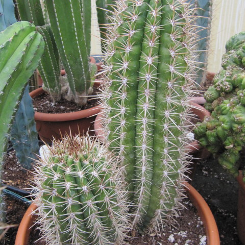 Coleocephalocereus goebelianus unspecified picture