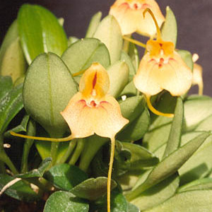 Masdevallia pteroglossa unspecified picture