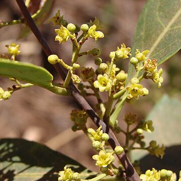 Ocotea aciphylla unspecified picture