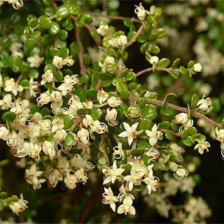 Pomaderris elachophylla unspecified picture