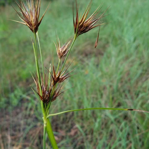 Rhynchospora macrostachya unspecified picture