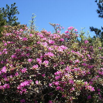 Rhododendron rubropilosum unspecified picture