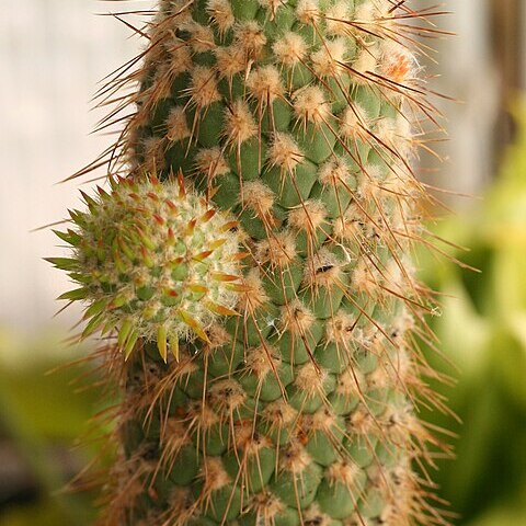 Austrocylindropuntia pachypus unspecified picture