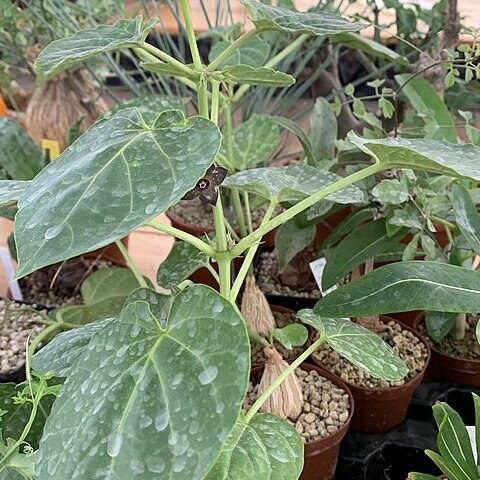 Matelea cyclophylla unspecified picture