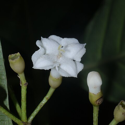 Saprosma ternata unspecified picture