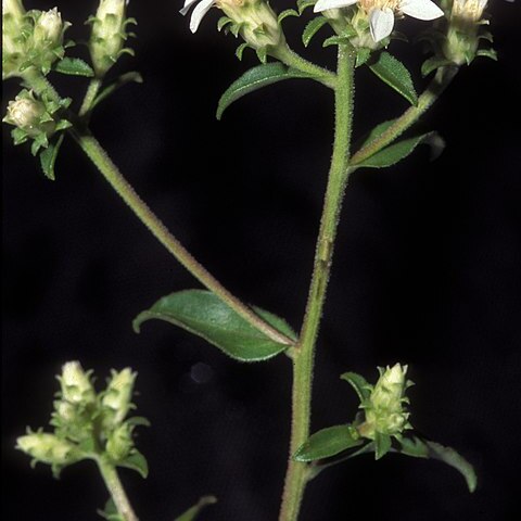 Sericocarpus asteroides unspecified picture