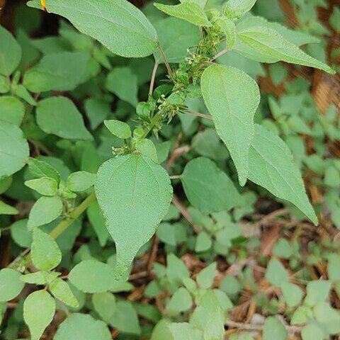 Parietaria praetermissa unspecified picture