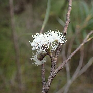 Eucalyptus approximans unspecified picture