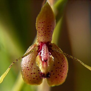 Myoxanthus lonchophyllus unspecified picture