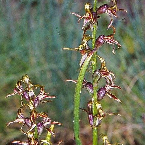 Prasophyllum sphacelatum unspecified picture