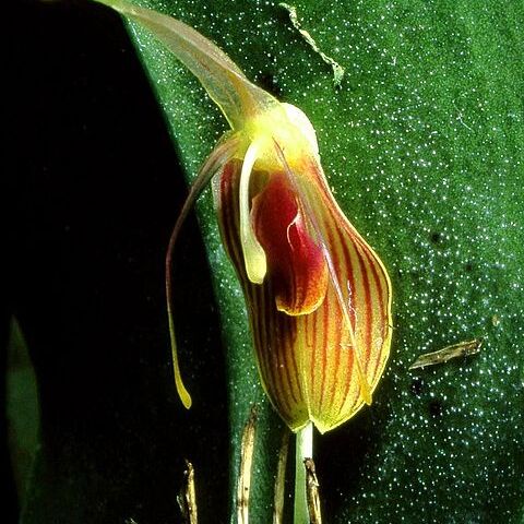 Restrepia flosculata unspecified picture