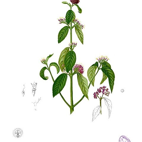 Callicarpa formosana unspecified picture