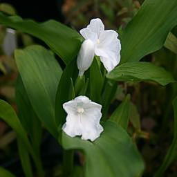 Roscoea nepalensis unspecified picture