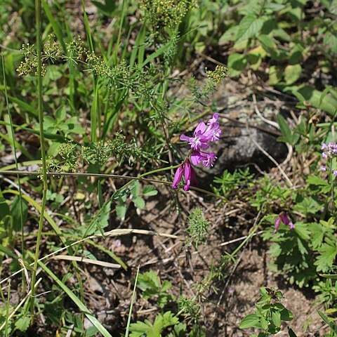 Polygala anatolica unspecified picture