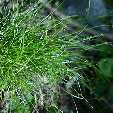 Carex hakonensis unspecified picture