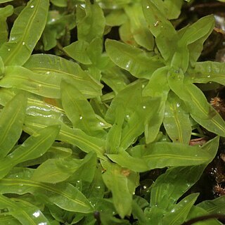 Encalypta streptocarpa unspecified picture