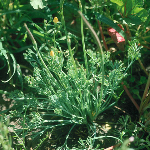 Eschscholzia rhombipetala unspecified picture